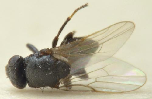 Réf. 273 729 : Polyodaspis sp.